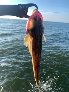マゴチの釣果