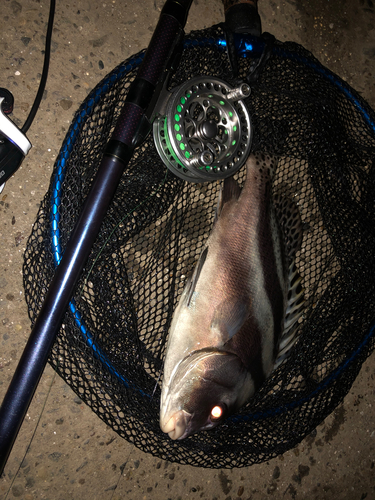 コショウダイの釣果