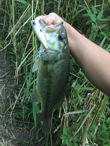 ラージマウスバスの釣果