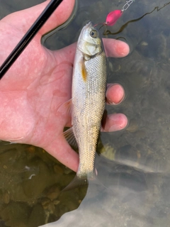 ウグイの釣果