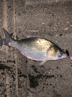 ヘラブナの釣果