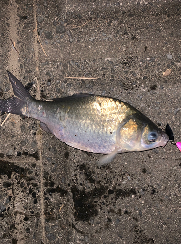 ヘラブナの釣果