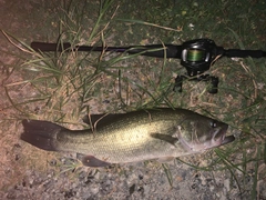 ブラックバスの釣果