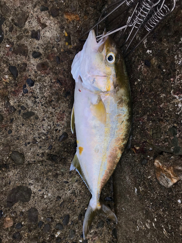 ショゴの釣果