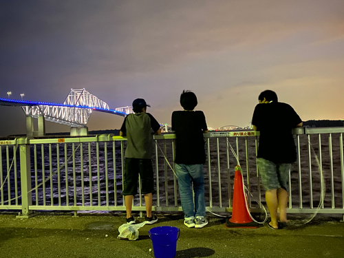 コノシロの釣果