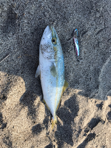 ワカシの釣果