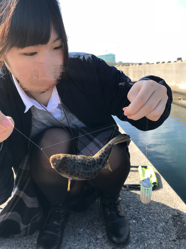 フグの釣果