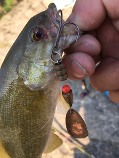 スモールマウスバスの釣果