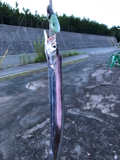 タチウオの釣果