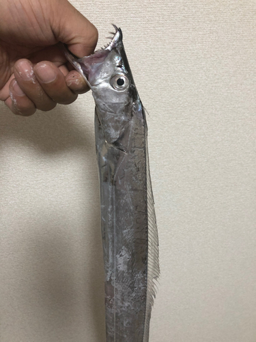 タチウオの釣果