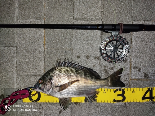 クロダイの釣果