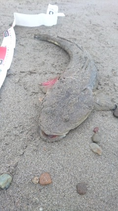 マゴチの釣果