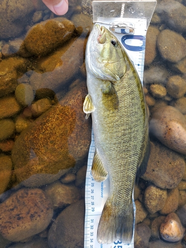 スモールマウスバスの釣果