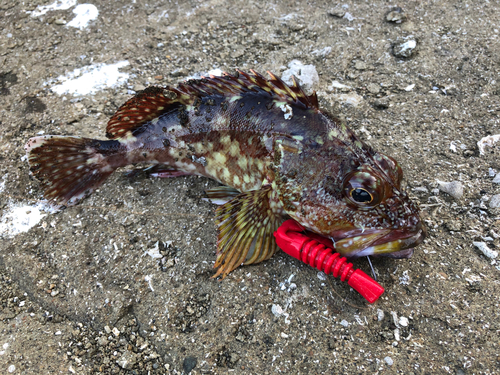 カサゴの釣果