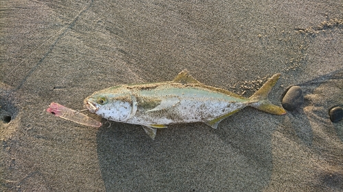 ワカシの釣果