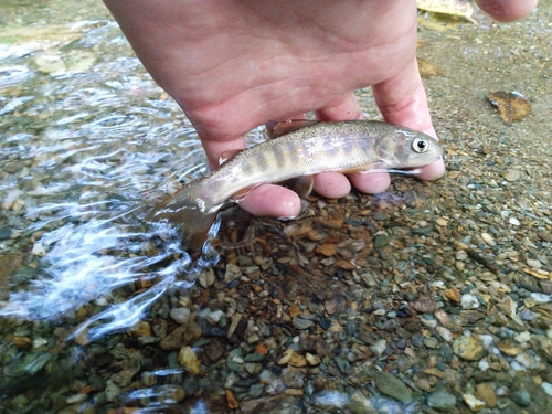 イワナの釣果