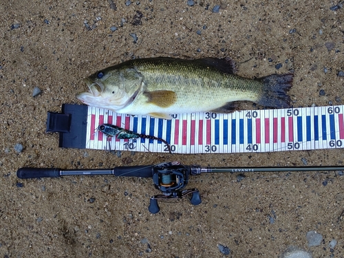 ラージマウスバスの釣果