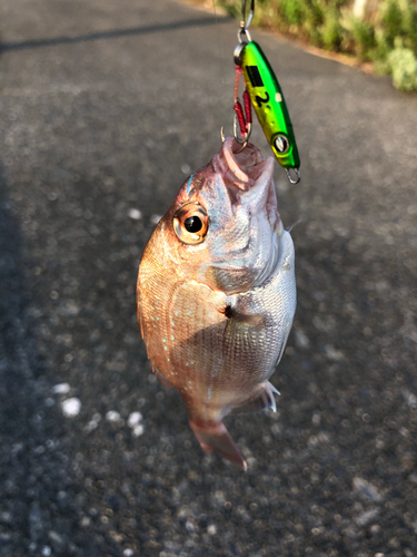 チャリコの釣果