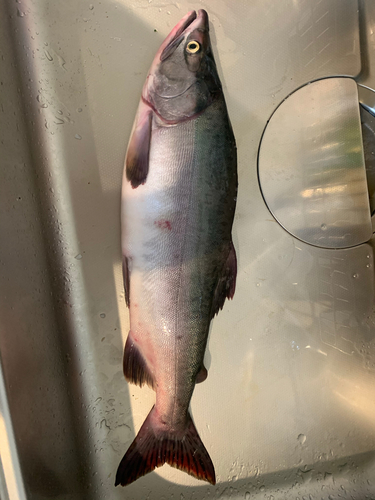 カラフトマスの釣果