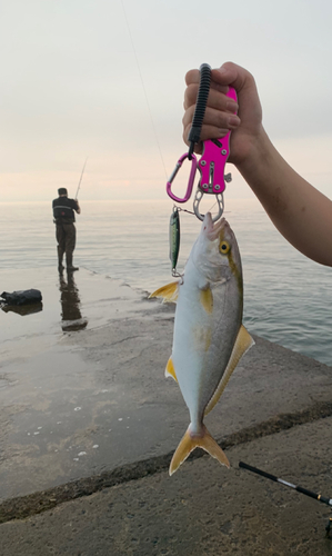 ショゴの釣果