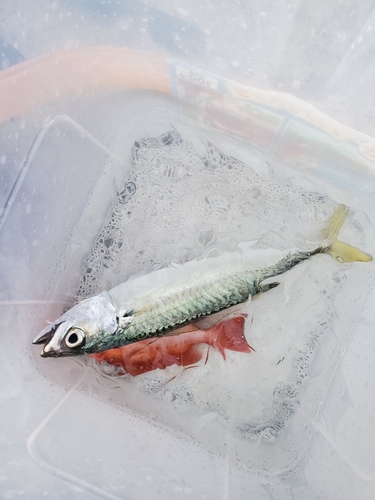 サバの釣果