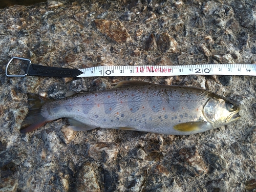 アマゴの釣果