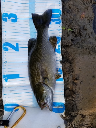 スモールマウスバスの釣果