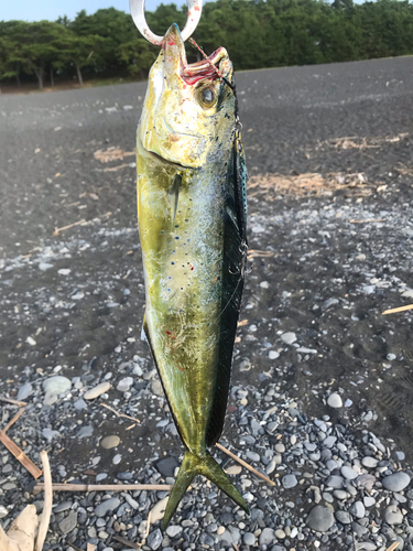 シイラの釣果