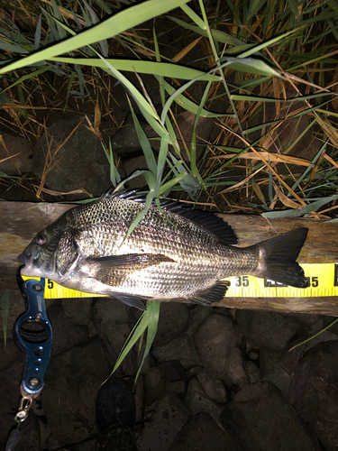 クロダイの釣果