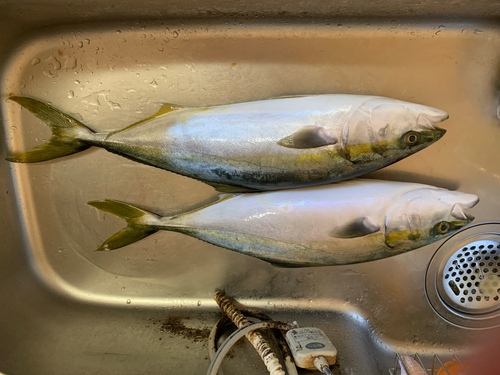 ハマチの釣果