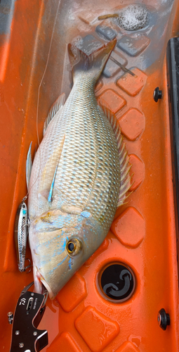 タマンの釣果