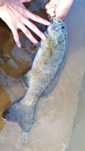 スモールマウスバスの釣果