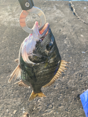 クロダイの釣果