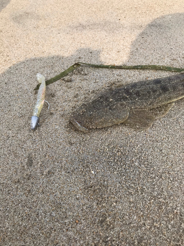 マゴチの釣果