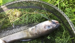 アメリカナマズの釣果