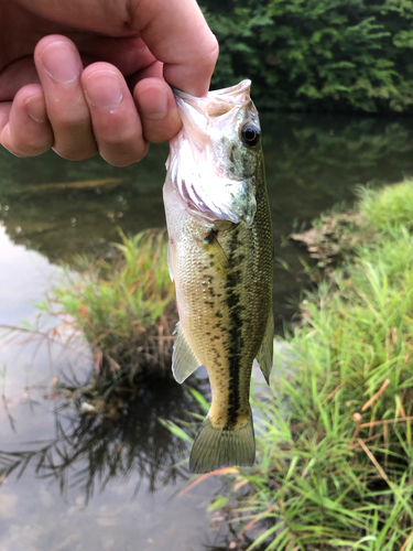 ラージマウスバスの釣果