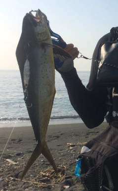 シイラの釣果