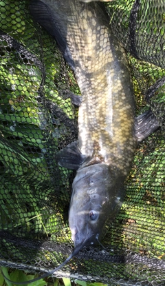 アメリカナマズの釣果