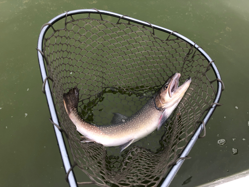 ブラウントラウトの釣果