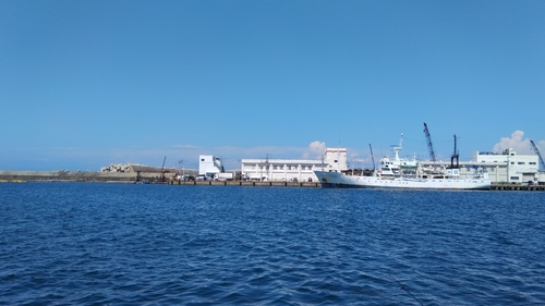 イワシの釣果