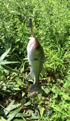 フッコ（マルスズキ）の釣果