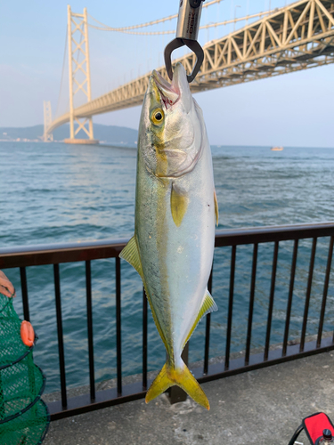 ハマチの釣果