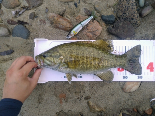 スモールマウスバスの釣果