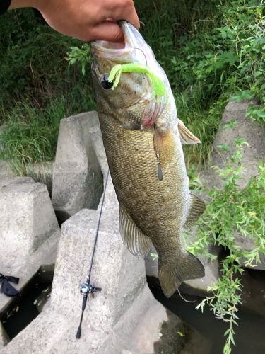 スモールマウスバスの釣果