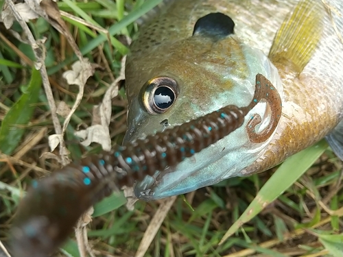 ブルーギルの釣果