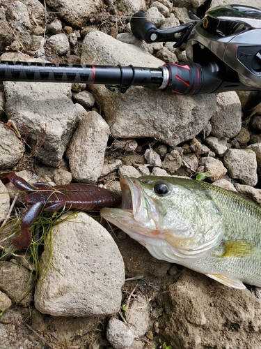 ラージマウスバスの釣果