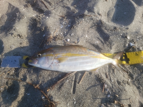 ショゴの釣果