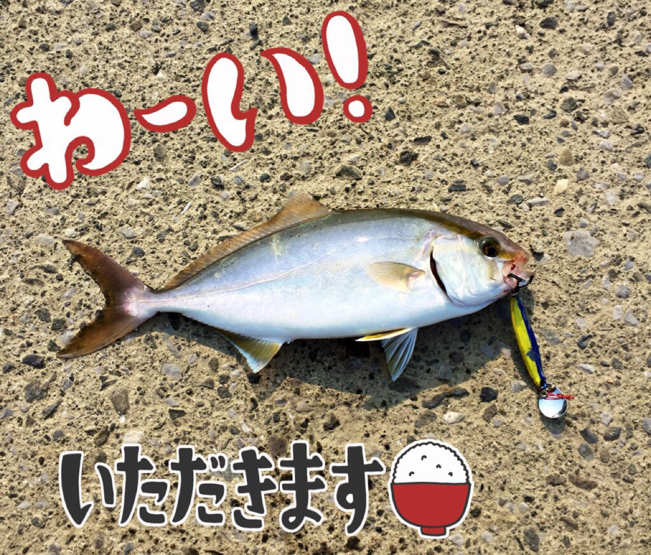 カンパチ