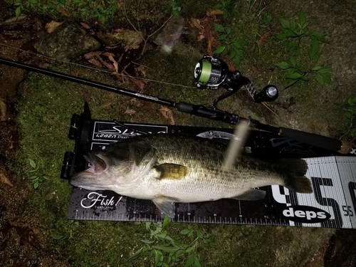 ブラックバスの釣果