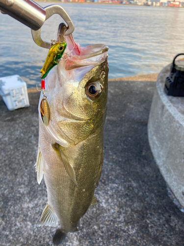 セイゴ（マルスズキ）の釣果